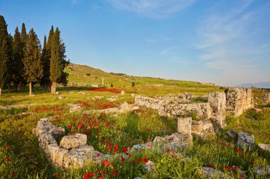 Kırmızı poppies, Türkiye'deki Pamukkale ve Hierapolis antik şehir kalıntıları.