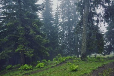 Doğa panorama yeşil orman dağ sis bulutu seyahat turizm çevre