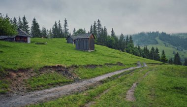 kalın sabah sis yaz ormanın içinde. kalın sabah sis gölet ormandaki.