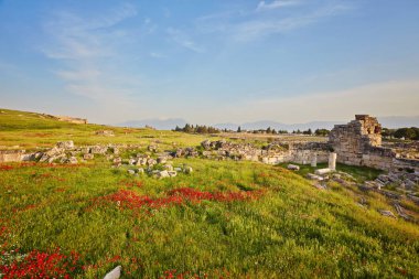 Kırmızı poppies, Türkiye'deki Pamukkale ve Hierapolis antik şehir kalıntıları.