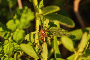 Kafa Bombay Locust veya Patanga succincta vurdu kapatın
