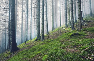 Doğa panorama yeşil orman dağ sis bulutu seyahat turizm çevre