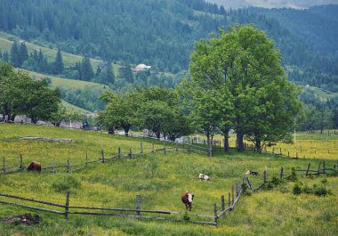 bulutlu bir günde ormanlık haddeleme tepede. Dağlık kırsal güzel doğa toplayan. erken sonbaharda güzel hava