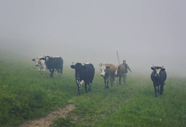 İnekler Sisteki: sıcak ışık ve sis sabah inekleri kapsayan bir battaniye