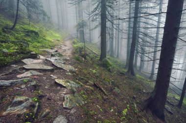 Ağır orman, hafif sis ve fern hattı üzerinden bir orman yolu.