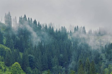Doğa panorama yeşil orman dağ sis bulutu seyahat turizm çevre