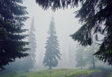 Sisli sabah yaz köknar ağaçlarıyla, mevsimlik seyahat hipster arka plan manzara