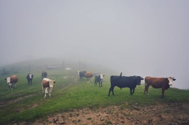 İnekler Sisteki: sıcak ışık ve sis sabah inekleri kapsayan bir battaniye