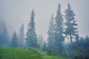 Sisli sabah yaz köknar ağaçlarıyla, mevsimlik seyahat hipster arka plan manzara