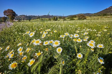 Beyaz papatya güneşli gökyüzü altında alanıyla