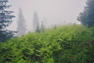 Sisli sabah yaz köknar ağaçlarıyla, mevsimlik seyahat hipster arka plan manzara