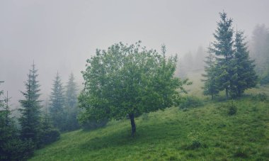 Ağaçta sis güneş ışığı ile çayır