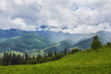 bulutlu bir günde ormanlık haddeleme tepede. Dağlık kırsal güzel doğa toplayan. erken sonbaharda güzel hava