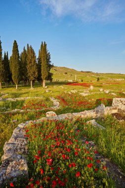 Pamukkale, Denizli yeşil alanı ile muhteşem kırmızı haşhaş