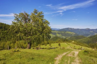 Renkli yaz günbatımı Karpat Dağları'nda