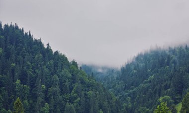 Doğa panorama yeşil orman dağ sis bulutu seyahat turizm çevre
