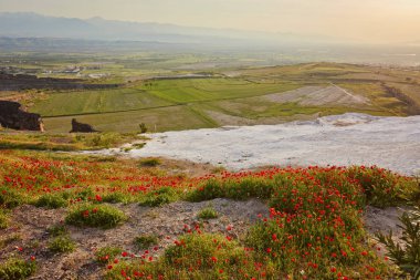 Kırmızı poppies, Türkiye'deki Pamukkale ve Hierapolis antik şehir kalıntıları.