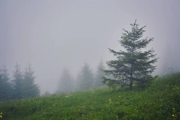 Ağaçta sis güneş ışığı ile çayır