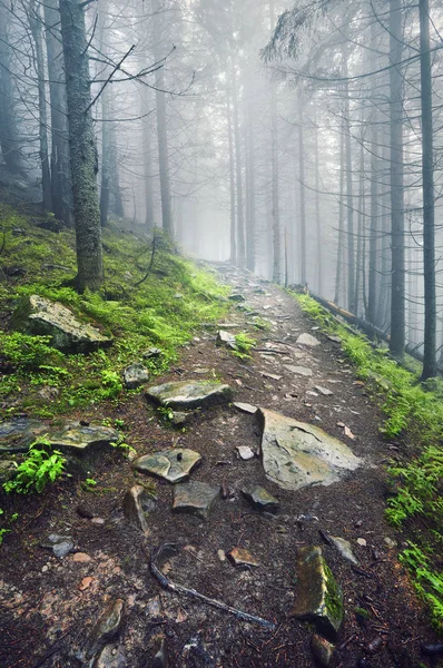 Ein Waldweg Durch Dichten Wald Leichter Nebel Und Farnlinie — Stockfoto