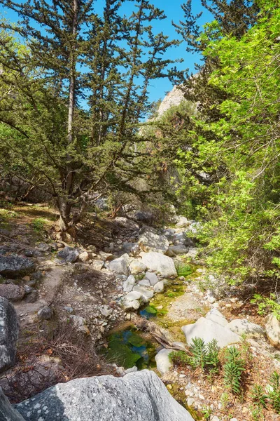 Amazing natural landscape in the Avakas canyon in Cyprus. National sunny wild park with cliffs, mountains, rocks and trees. Deep natural valley to discovery for tourists and travelers