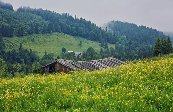 Colline Vallonnée Boisée Par Une Journée Nuageuse Beaux Paysages Naturels — Photo