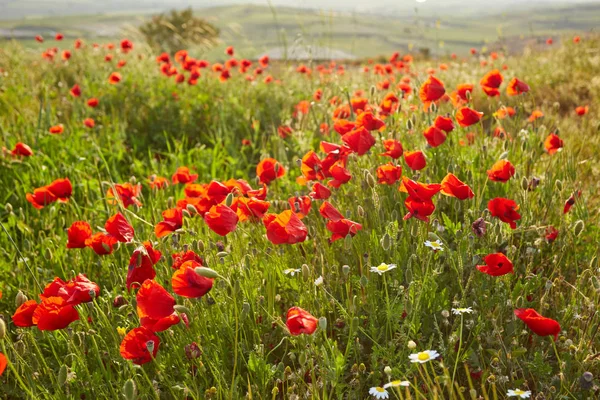 Closeup Bright Red Poppies Blurry Poppies Background Hierapolis Turkey Summer — Stock Photo, Image