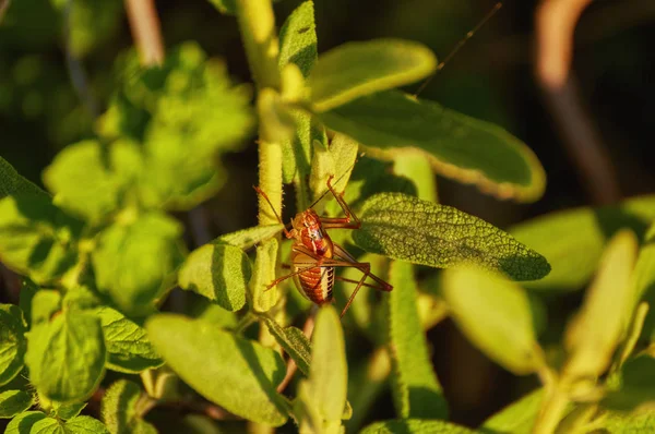 Nära Håll Huvud Skott Bombay Locust Eller Patanga Succincta — Stockfoto