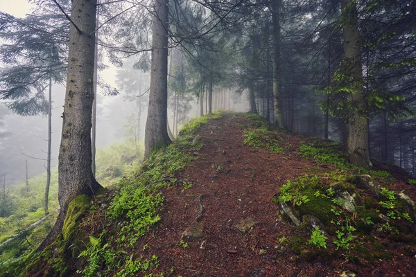 Reggel Sűrű Köd Nyári Erdőben Reggel Sűrű Köd Erdőben — Stock Fotó