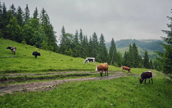 Κοπάδι Από Αγελάδες Που Βόσκουν Στις Πλαγιές Των Βουνών — Φωτογραφία Αρχείου