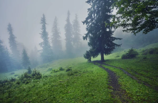 Nevoeiro Manhã Espessa Floresta Verão Névoa Manhã Grossa Floresta Lagoa — Fotografia de Stock