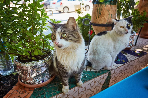 Gato Sentado Piedra Romana Vieja Kas Turquía — Foto de Stock