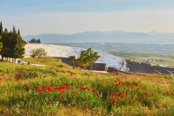 Pamukkale Denizli Yeşil Alanı Ile Muhteşem Kırmızı Haşhaş — Stok fotoğraf