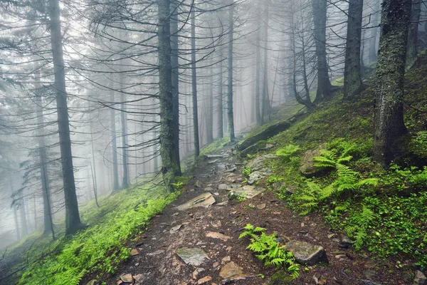 Caminho Florestal Através Floresta Pesada Nevoeiro Leve Linha Samambaia — Fotografia de Stock