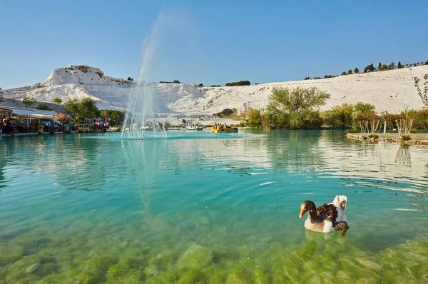 Gäss Sjön Förkalkade Kalksten Terrasser Bakgrund Pamukkale Turkey — Stockfoto