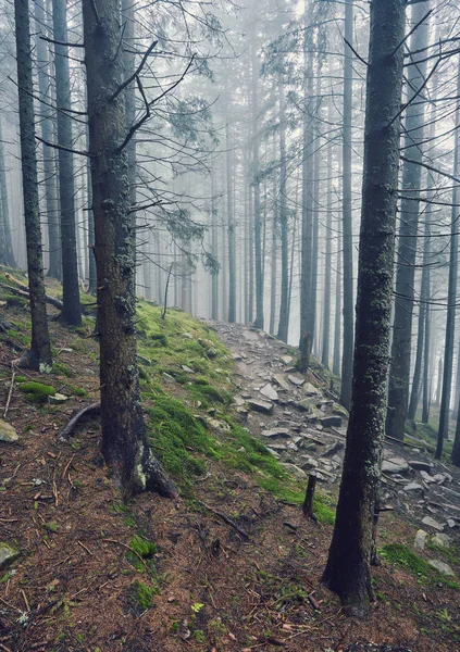 Estrada Pedra Uma Floresta Coníferas Nas Montanhas — Fotografia de Stock