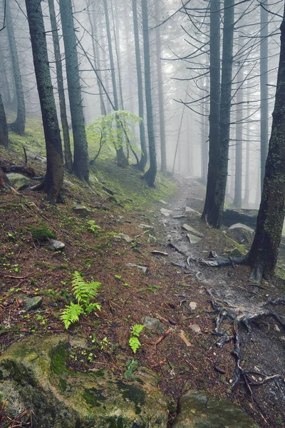 Egy Erdei Ösvényen Nehéz Erdőben Fény Köd Páfrány Vonal — Stock Fotó