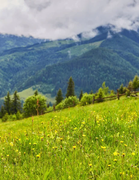 Foresta Rotolamento Collina Una Giornata Nuvolosa Incantevole Scenario Naturale Campagna — Foto Stock