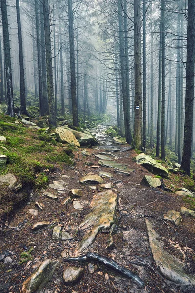 Estrada Pedra Uma Floresta Coníferas Nas Montanhas — Fotografia de Stock