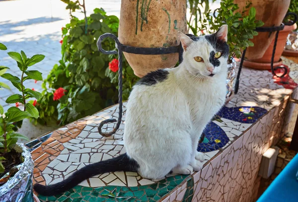Gato Sentado Pedra Romana Velha Kas Turquia — Fotografia de Stock
