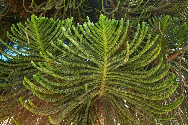 Green branch of southern coniferous tree, summer photo