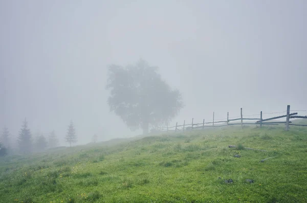 Árbol Prado Niebla Con Luz Solar — Foto de Stock