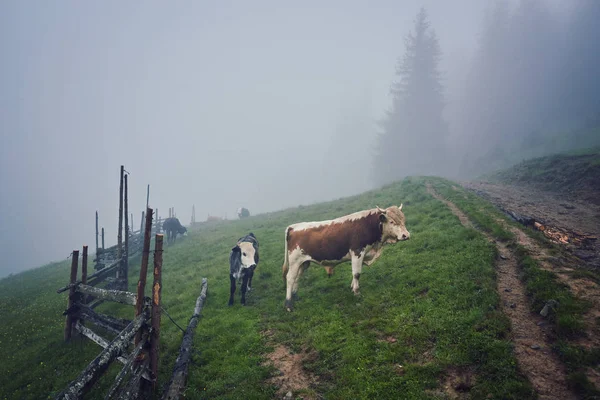 Зеленый Луг Горах Коровах Летний Пейзаж — стоковое фото