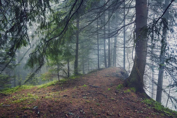 Gęstą Mgłę Rano Lesie Lato Gęstą Mgłę Rano Lesie Staw — Zdjęcie stockowe