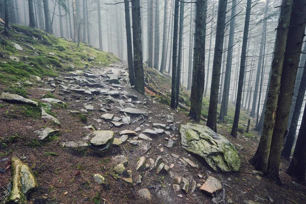 Estrada Pedra Uma Floresta Coníferas Nas Montanhas — Fotografia de Stock