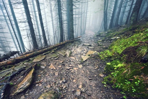 Kalın Sabah Sis Yaz Ormanın Içinde Kalın Sabah Sis Gölet — Stok fotoğraf