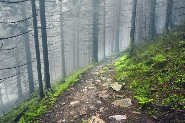 Caminho Florestal Através Floresta Pesada Nevoeiro Leve Linha Samambaia — Fotografia de Stock