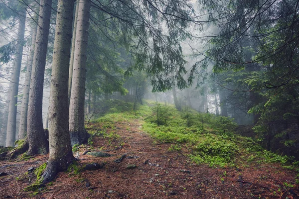 Foggy Morning Summer Landscape Fir Trees Seasonal Travel Hipster Background — Stock Photo, Image