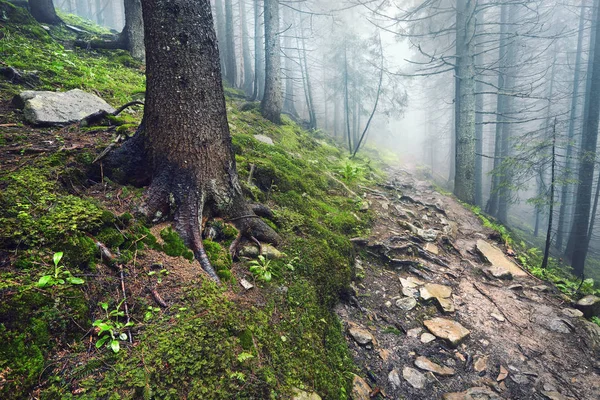 Een Bospad Door Zware Bos Lichte Mist Fern Lijn — Stockfoto