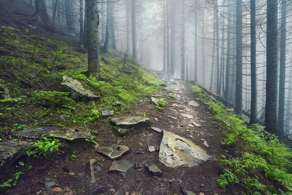 A forest path through heavy forest, light fog and fern line.