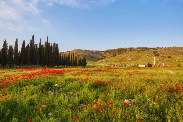 Pamukkale Denizli Yeşil Alanı Ile Muhteşem Kırmızı Haşhaş — Stok fotoğraf